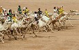 Бедуинские гонки на верблюдах Фото