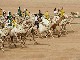 Bedouin Camel Race