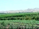 Agriculture in Tajikistan (طاجيكستان)