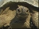 Aldabra giant tortoise (Seychelles)