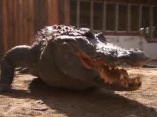 オーランド:  Florida:  アメリカ合衆国:  
 
 Aligators in Gatorland