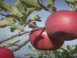  青森県:  日本:  
 
 Aomori Apples