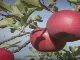 Яблоки в Аомори