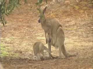  Australia:  
 
 Australian Animals