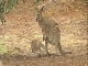 Australian Animals (أستراليا)