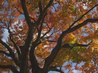 صور Autumn in Sapporo ألطَّقص