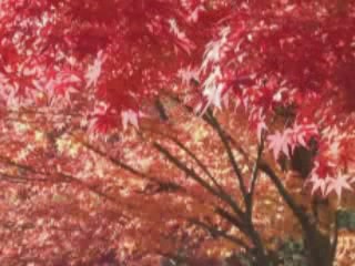  Yamanashi Prefecture:  Japan:  
 
 Autumn in Yamanashi