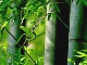 Бамбуковый лес Юньтайшаня (Китай)