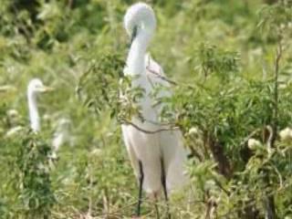  奥兰多:  佛罗里达州:  美国:  
 
 Birds in Gatorland