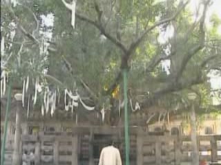  Bihar:  India:  
 
 Bodhi Tree