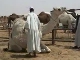 Camel Fair in Riyadh (Saudi Arabia)