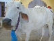 Cattle in religion (الهند)