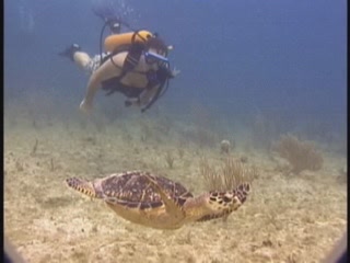  Cayman Islands:  Great Britain:  
 
 Cayman Islands diving