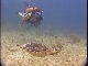 Cayman Islands diving (بريطانيا_العظمى)
