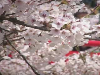 صور Cherry Blossoms in Hirosaki Park متنزّه