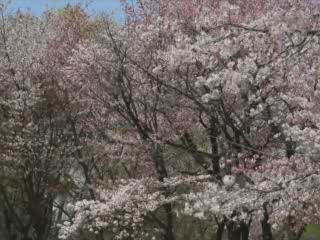  اليابان:  Hokkaido Prefecture:  سابورو:  
 
 Cherry Blossoms in Sapporo