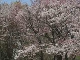 Цветение вишни в Саппоро (Япония)