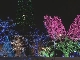 Christmass Illumination in Sapporo (اليابان)
