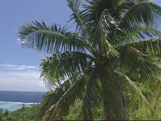  Острова Кука:  
 
 Ландшафт Островов Кука