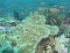 Diving Beihai