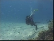 Diving in Fiji (فيجي)
