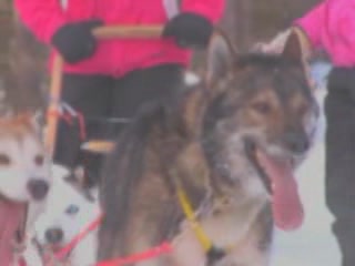  Посио:  Лапландия:  Финляндия:  
 
 Прогулка на собачьей упряжке в Посио