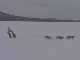 Dog Sled Ride (روسيا)