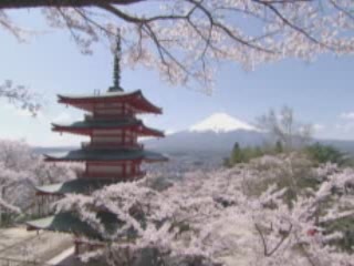  اليابان:  Yamanashi Prefecture:  
 
 Flowering Cherry in Yamanashi