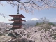 Flowering Cherry in Yamanashi (اليابان)