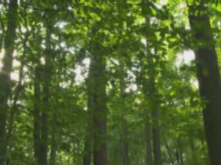  里加:  拉脱维亚:  
 
 Forest walks in Jurmala