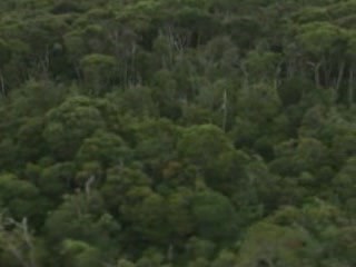 صور Forests of Tasmania ألطَّقص