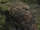 Giant salamander of Zhangjiajie