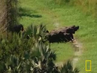 صور Gorongosa National Park متنزه وطني