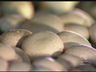  Korkuteli:  Antalya:  トルコ:  
 
 Growing mushrooms in Korkuteli