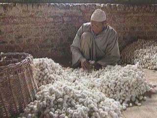  الهند:  جامو وكشمير:  
 
 Kashmir silk