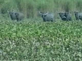  Assam:  India:  
 
 Kaziranga National Park