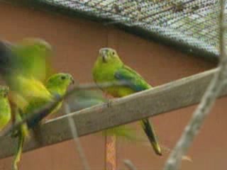 صور King Island Birds Watching ألحيوَانَات