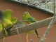 King Island Birds Watching (オーストラリア)