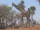 Kudu Hunting in Mozambique (موزمبيق)