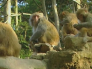  الصين_(منطقة):  Zhangjiajie:  
 
 Macaque in Zhangjiajie