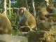 Macaque in Zhangjiajie (中国)