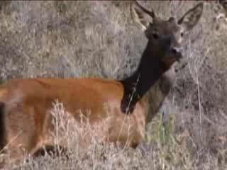  メディオ・カンピダーノ県:  Calabria:  Sardinia:  イタリア:  
 
 Monte Linas