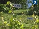Most northerly vineyard in Europe (ラトビア)