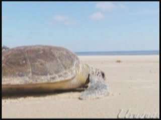  Uruguay:  
 
 Nature, Uruguay