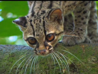  ベリーズ:  
 
 Nature in Belize