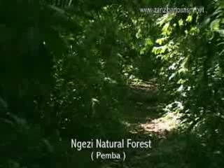  桑给巴尔群岛:  坦桑尼亚:  
 
 Ngezi Forest