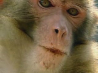  河南省:  中国:  
 
 Rhesus Monkeys Nature Reserve