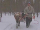 Катание на оленьей упряжке в Посио (Финляндия)