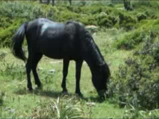  Medio Campidano:  Sardinia:  Italy:  
 
 Sa Jara