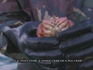 صور Sakhalin Crab صيد السمك